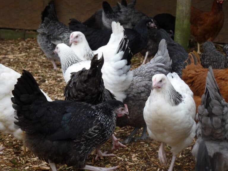 Chickens for sale Horsham Wishing Wells Farm Supplies