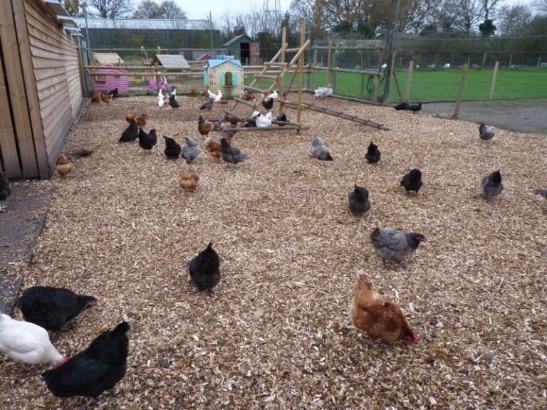 Chickens for sale Horsham Wishing Wells Farm Supplies