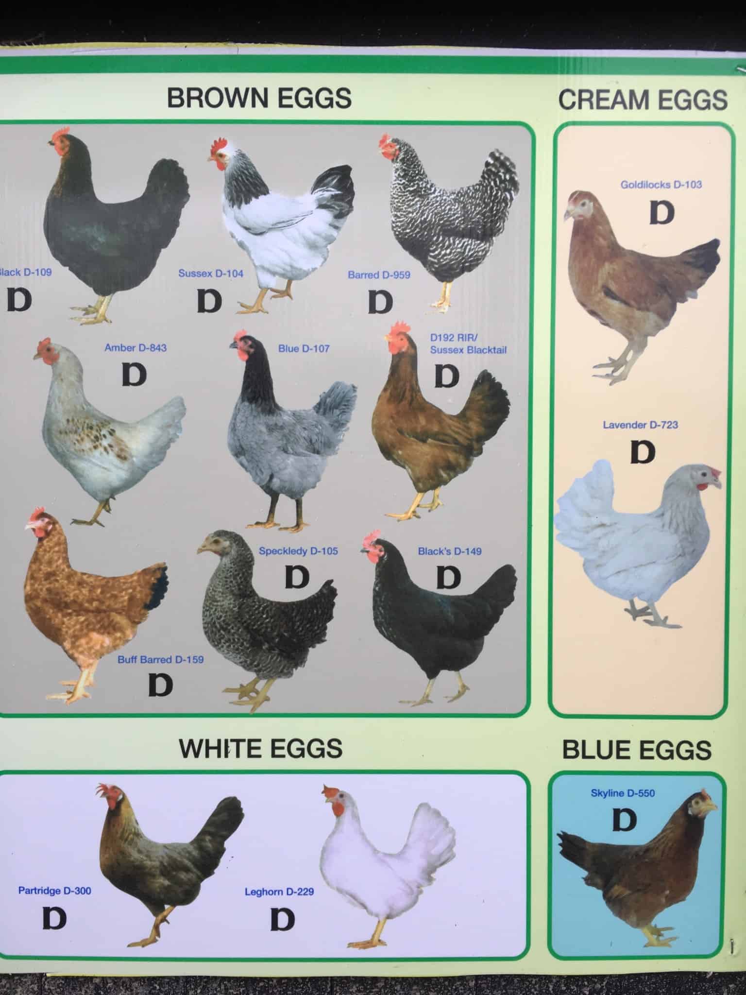 Chickens for Sale at Wishing Wells Farm Hickstead | Visit Us