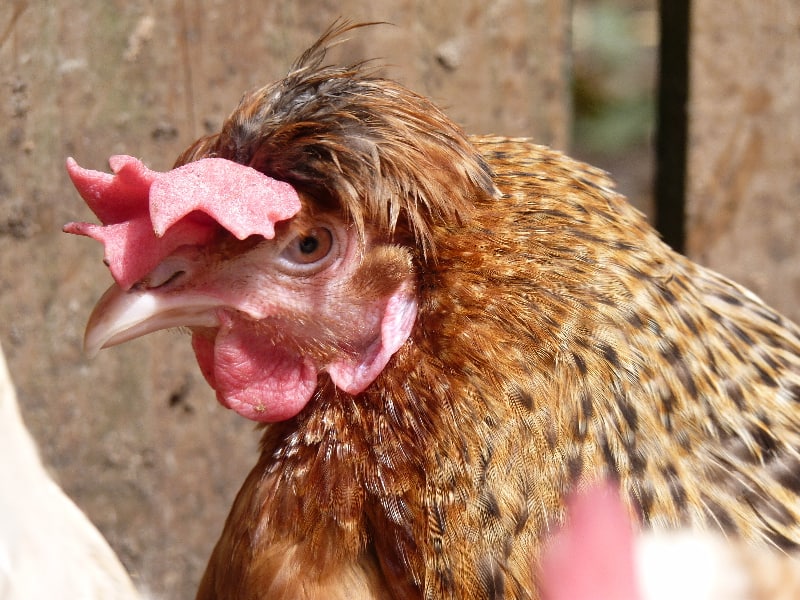 Chickens for Sale Horsham West Sussex