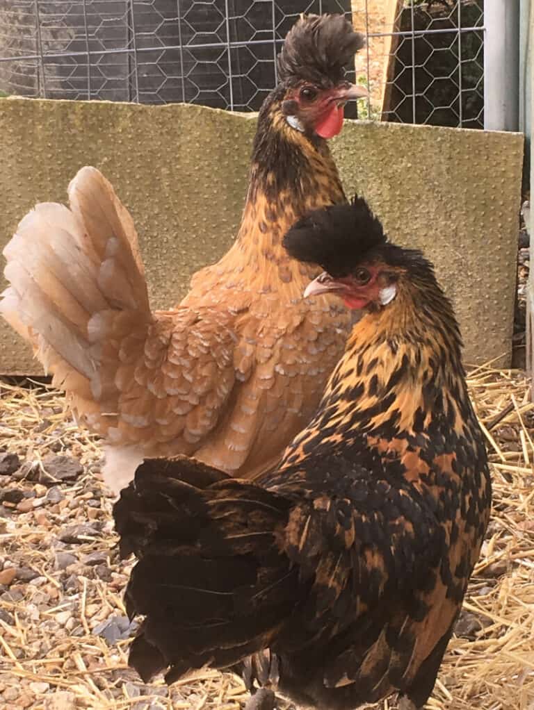 Chickens for Sale at Wishing Wells Farm Hickstead Visit Us