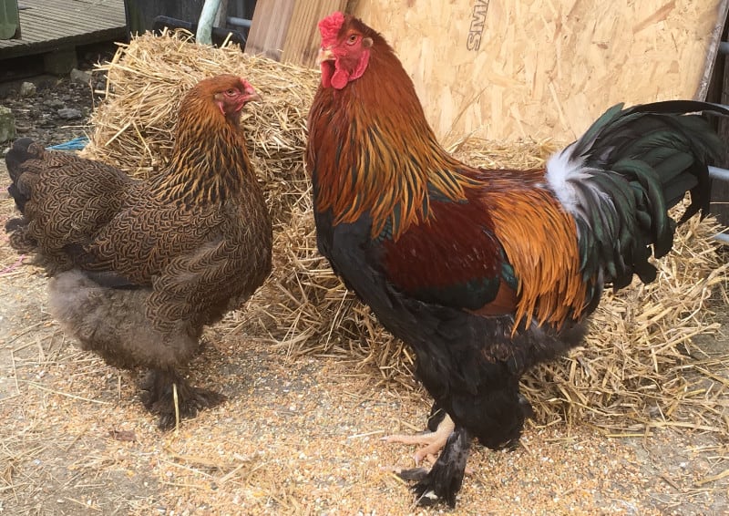 Brahma Chickens Bantams for sale
