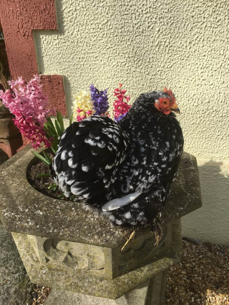 Pekin Bantams Chickens for sale