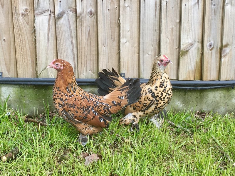 Sablepoots Bantams Chickens for sale