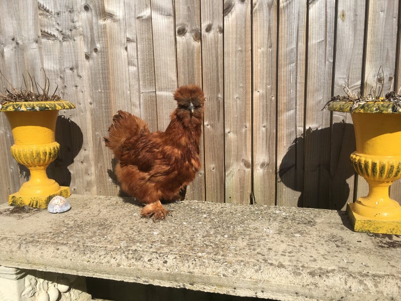 Silkies Bantams Chickens for sale