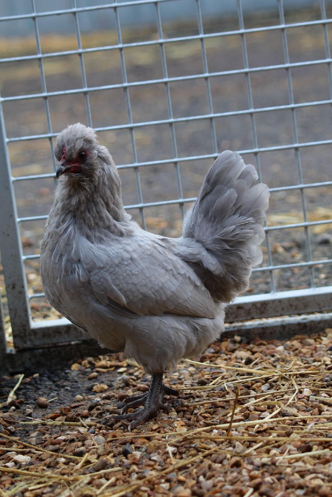 Lavender Aracauna Bantam pic
