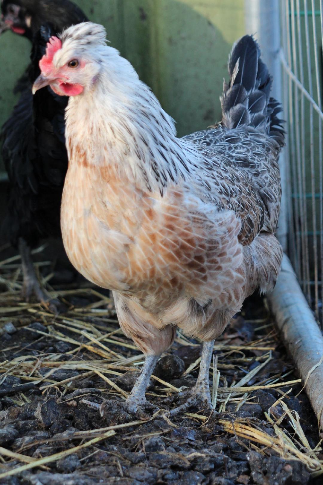 Shetland Chickens (Very Rare)
