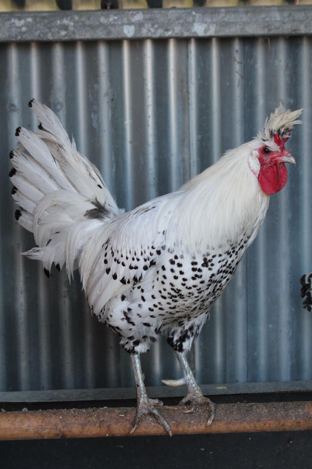 Silver Spangled Appenzellers (Rare)