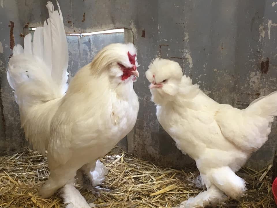 Sultans (Rare breed)